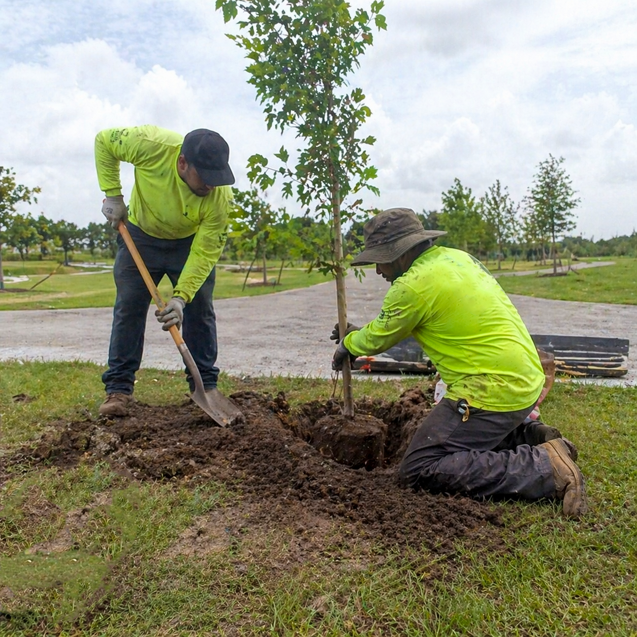 Tree Planting